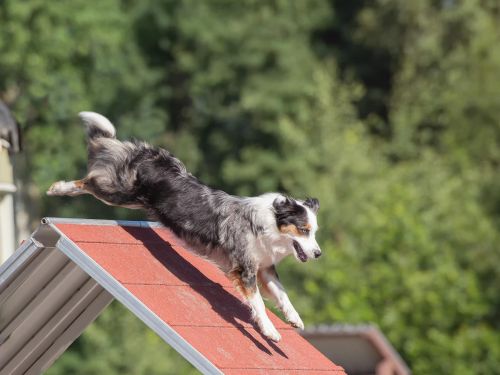 Concours national d'Agility Dogs