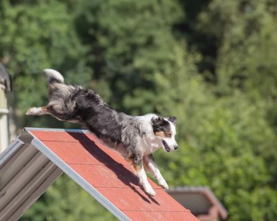 Concours national d'Agility Dogs