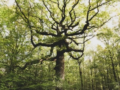 Foret de Broceliande