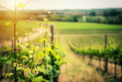 vignoble bordelais