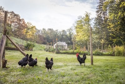 restarant avec potager permaculture 3 1