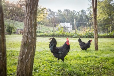 restarant avec potager permaculture 4 1