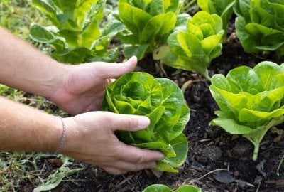 restarant avec potager permaculture 5 1