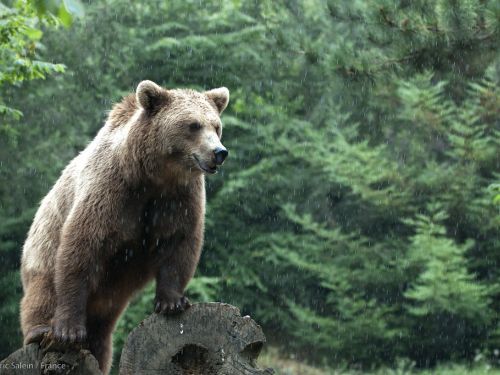 Parc Animalier des Pyrénées
