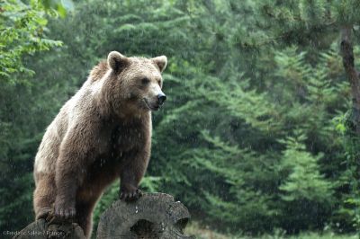 Parc Animalier des Pyrénées