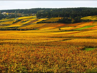 The Pouilly Sancerre vineyard