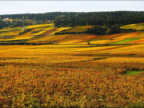 The Pouilly Sancerre vineyard