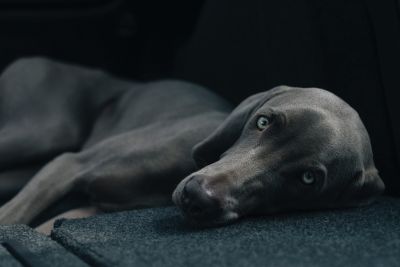 Animaux bienvenus 