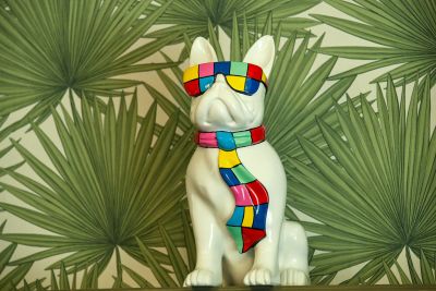 paulo la mascotte seul chien admis 2