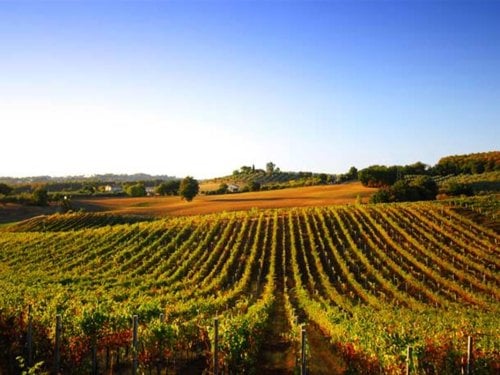 Bergerac vineyard 