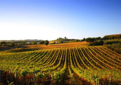 Le Vignoble de Bergerac