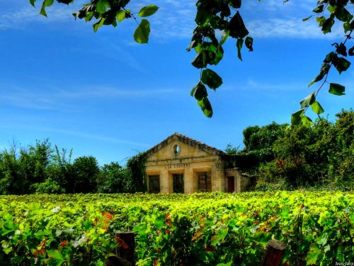 Les vignobles de Sauternes et de Saint-Emilion