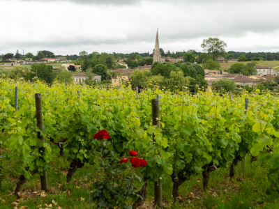 Escapade dans les vignobles