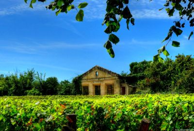 Les vignobles de Sauternes et de Saint-Emilion