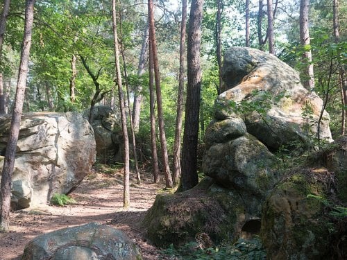 Fontainebleau Forest