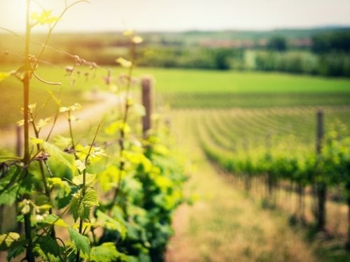 La route des vins en Graves et Sauternes 