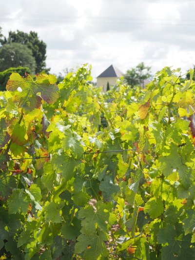 Hotel vignoble bordeaux Le domaine de Larchey 7