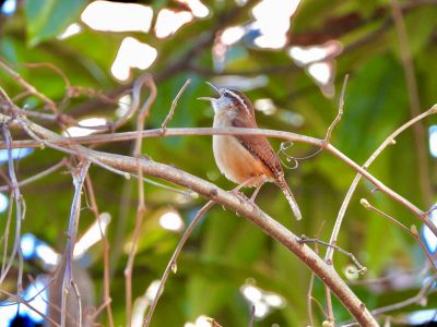 Offre Early Bird