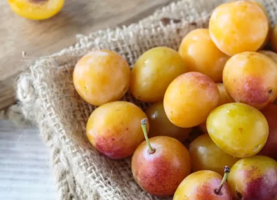  Fêtes de la Mirabelle, célébration du Fruit d'Or !