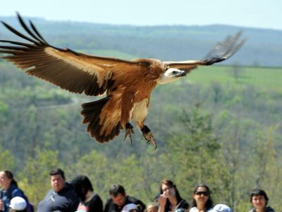 Rocher des Aigles