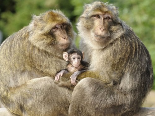 La Forêt des Singes