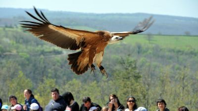 Rocher des Aigles