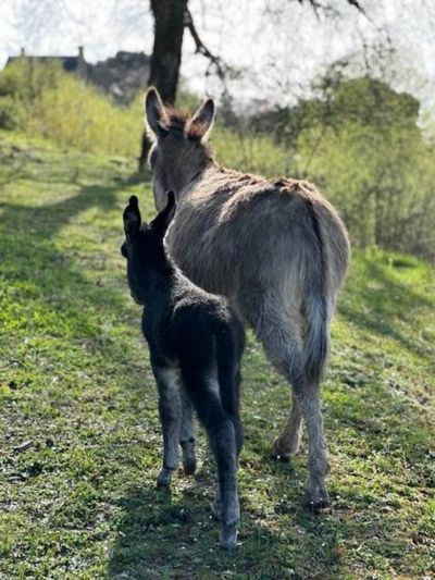 The donkeys
