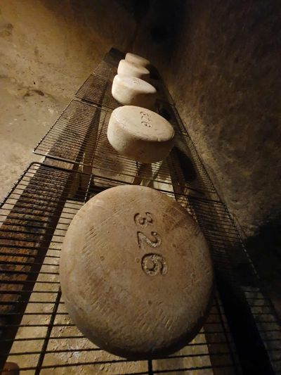 Cheese ripening 