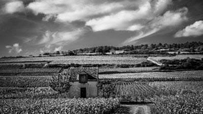 Route des vins de Bourgogne