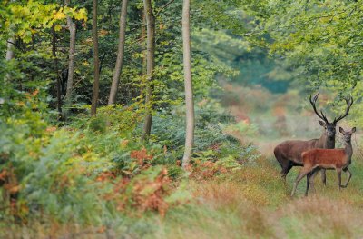 La foret de Compiegne