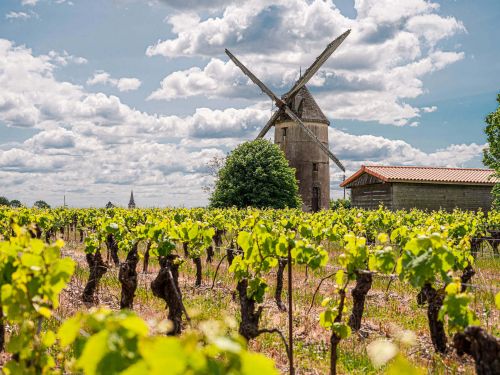 Das Muscadet-Weinbaugebiet – Im Herzen der Loire-Weine