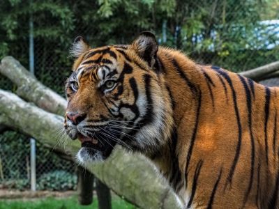 Der Zoo von La Boissière du Doré