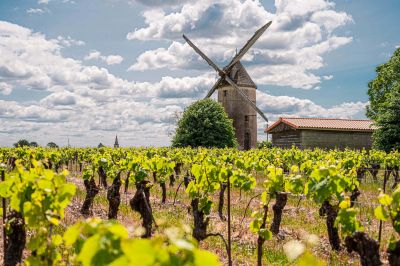 Das Muscadet-Weinbaugebiet – Im Herzen der Loire-Weine