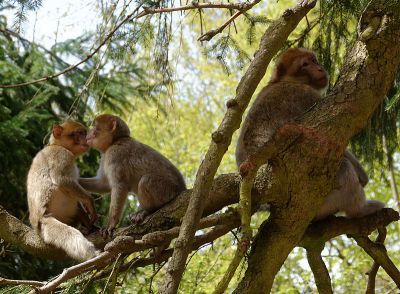 2016 04 21 14 04 15 montagne des singes