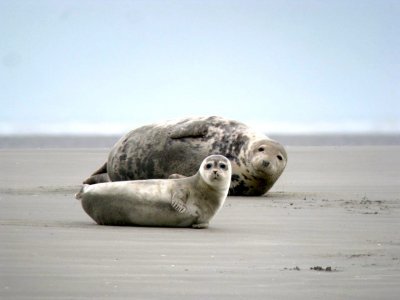 phoques de berck