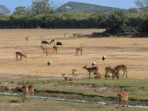 The Sigean African Reserve