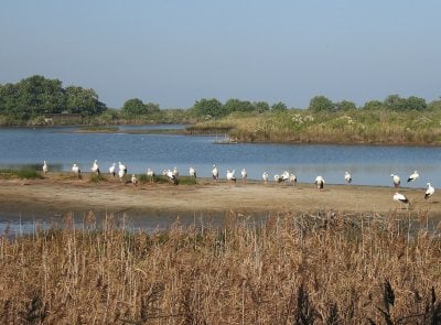 Teich Ornithological Reserve