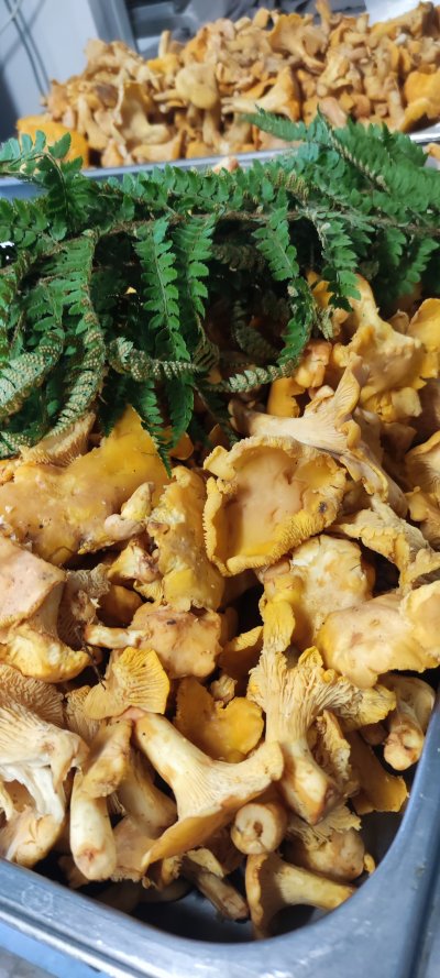 girolles