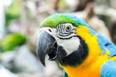 Animaux bienvenus 