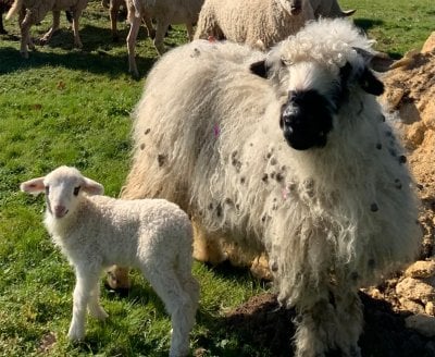 Hebergement Mauriac Gironde La Petite Toscane Saint Emilion moutons