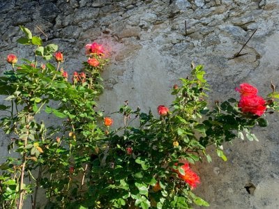 Hebergement Mauriac Gironde La Petite Toscane Saint Emilion rosier