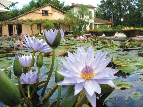 Le Jardin des Nénuphars Latour-Marliac