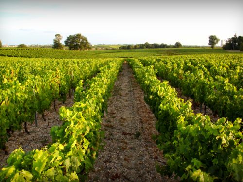 Day trip to the Medoc wine region from Bordeaux by train