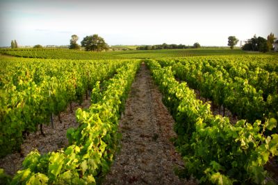 Escale en train : Bordeaux - Les Vignobles du Médoc