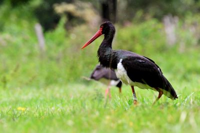 Cigogne noire Parc 1