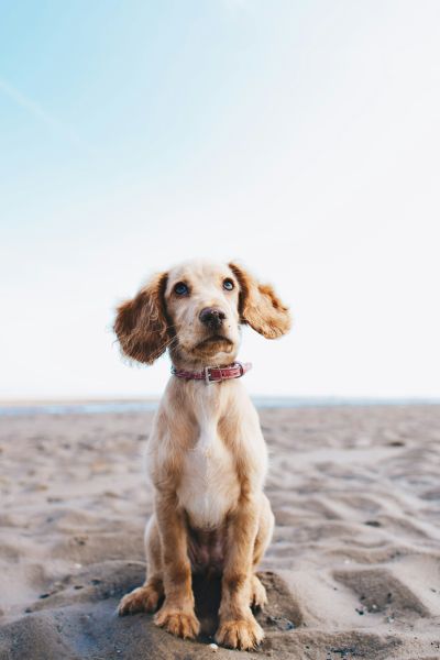 Animaux bienvenus