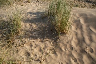 2020 09 Hotel Les Sables dOr Dune 21