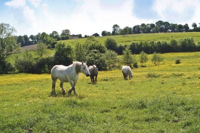 Percherons patures dans le perche CL J Weber06  24000785541