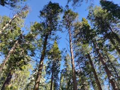 La Foret des Landes