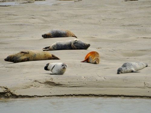 The Seals of Authhie Bay